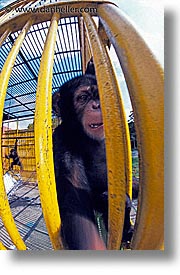 images/LatinAmerica/Cuba/Zoo/chimpanzee.jpg