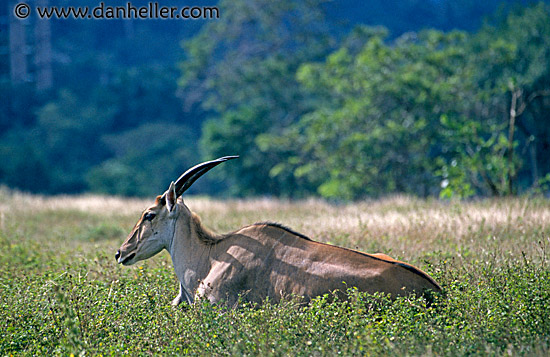 eland-1.jpg