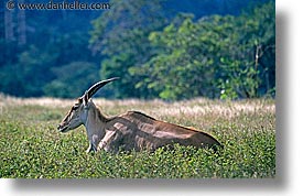 images/LatinAmerica/Cuba/Zoo/eland-1.jpg