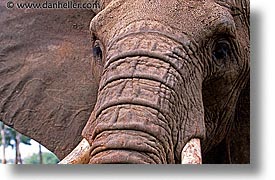 images/LatinAmerica/Cuba/Zoo/elephant-1.jpg