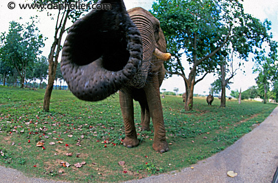 elephant-2.jpg