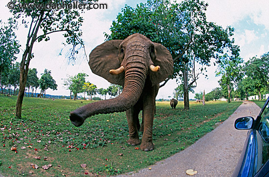 elephant-3.jpg