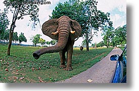 images/LatinAmerica/Cuba/Zoo/elephant-3.jpg