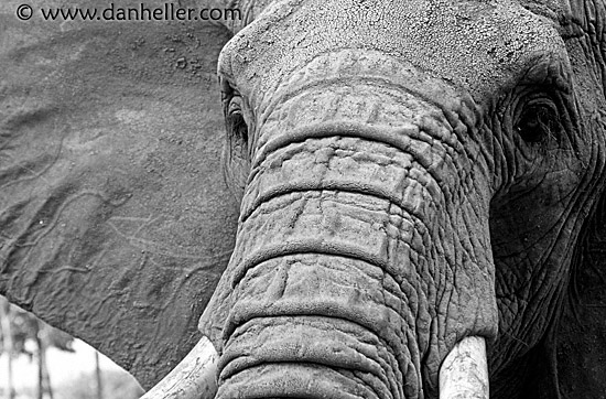 elephant-bw.jpg