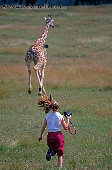 giraffe-1.jpg