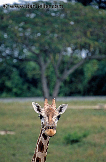 giraffe-2.jpg