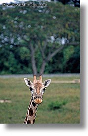 images/LatinAmerica/Cuba/Zoo/giraffe-2.jpg