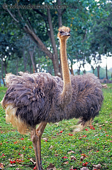 ostrich-1.jpg