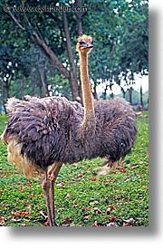 images/LatinAmerica/Cuba/Zoo/ostrich-1.jpg