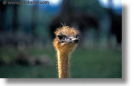 images/LatinAmerica/Cuba/Zoo/ostrich-2.jpg