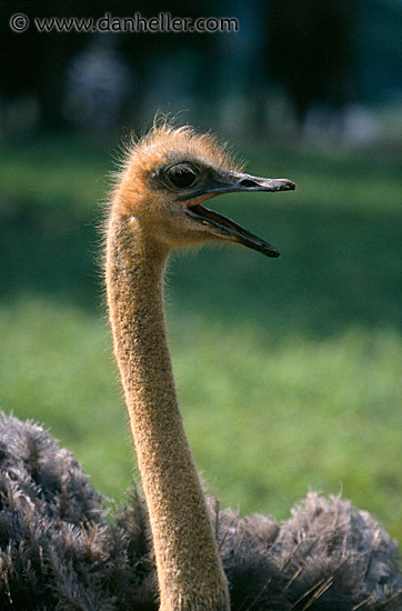 ostrich-3.jpg