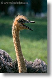 images/LatinAmerica/Cuba/Zoo/ostrich-3.jpg