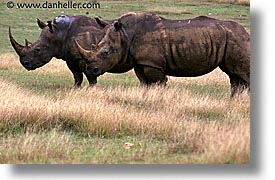 images/LatinAmerica/Cuba/Zoo/rhino-1.jpg