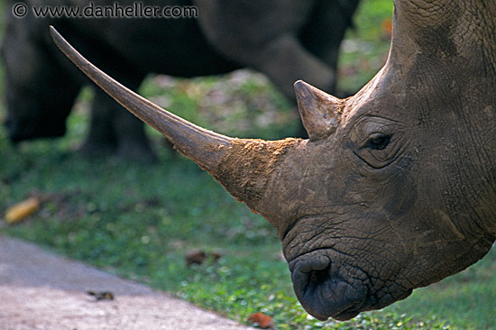 rhino-2.jpg