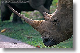 images/LatinAmerica/Cuba/Zoo/rhino-2.jpg