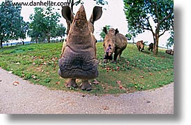 images/LatinAmerica/Cuba/Zoo/rhino-4.jpg