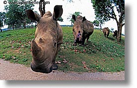 images/LatinAmerica/Cuba/Zoo/rhino-5.jpg