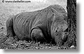 images/LatinAmerica/Cuba/Zoo/rhino-6.jpg