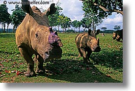 images/LatinAmerica/Cuba/Zoo/rhino-8.jpg