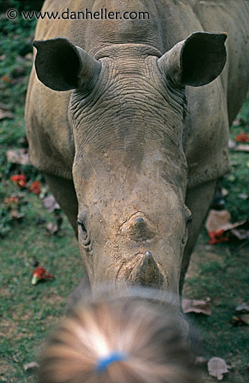 rhino-hair.jpg