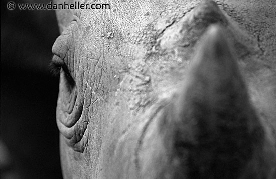 rhino-horn-bw.jpg