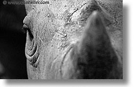 images/LatinAmerica/Cuba/Zoo/rhino-horn-bw.jpg