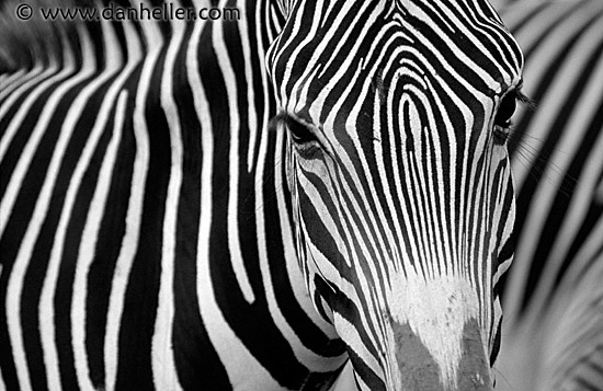 zebra-bw.jpg