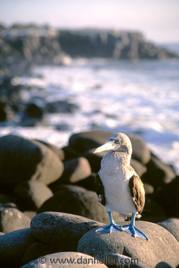 blue-boobie-a.jpg