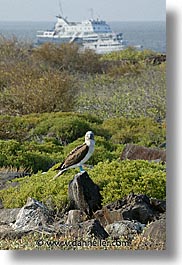 animals, birds, blues, boats, boobies, ecuador, equator, galapagos, galapagos islands, islands, latin america, pacific ocean, south pacific, vertical, wild, photograph