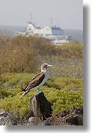 animals, birds, blues, boats, boobies, ecuador, equator, galapagos, galapagos islands, islands, latin america, pacific ocean, south pacific, vertical, wild, photograph