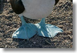 animals, birds, blues, boobies, ecuador, equator, feet, galapagos, galapagos islands, horizontal, islands, latin america, pacific ocean, south pacific, wild, photograph