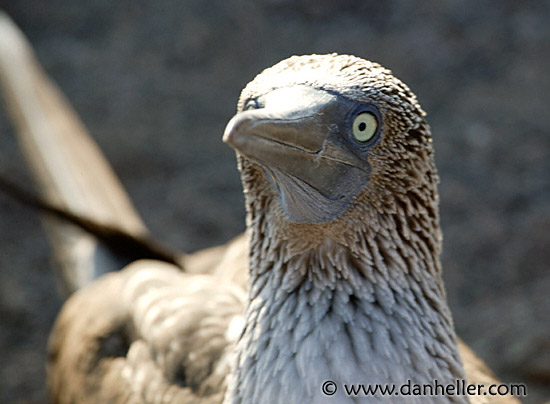 boobie-closeup-2.jpg