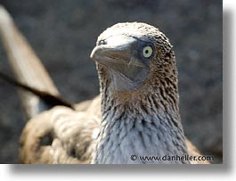 animals, birds, blues, boobies, closeup, ecuador, equator, galapagos, galapagos islands, horizontal, islands, latin america, pacific ocean, south pacific, wild, photograph