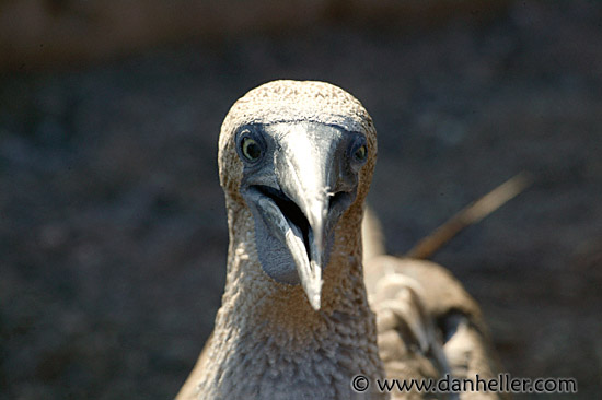 boobie-closeup-3.jpg