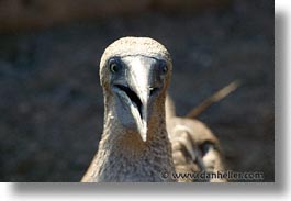 animals, birds, blues, boobies, closeup, ecuador, equator, galapagos, galapagos islands, horizontal, islands, latin america, pacific ocean, south pacific, wild, photograph