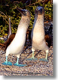 animals, birds, blues, boobies, dance, ecuador, equator, galapagos, galapagos islands, islands, latin america, pacific ocean, south pacific, vertical, wild, photograph