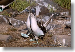 animals, birds, blues, boobies, dance, ecuador, equator, galapagos, galapagos islands, horizontal, islands, latin america, pacific ocean, south pacific, wild, photograph