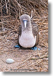 animals, birds, blues, boobies, ecuador, eggs, equator, galapagos, galapagos islands, islands, latin america, pacific ocean, south pacific, vertical, wild, photograph