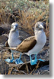 animals, birds, blues, boobies, ecuador, equator, galapagos, galapagos islands, islands, latin america, pacific ocean, pair, south pacific, vertical, wild, photograph