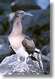 animals, birds, blues, boobies, ecuador, equator, galapagos, galapagos islands, islands, latin america, pacific ocean, south pacific, vertical, wild, young, photograph