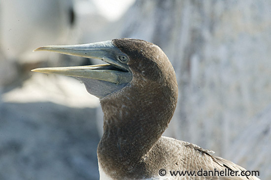 juv-masked-boobie-1.jpg