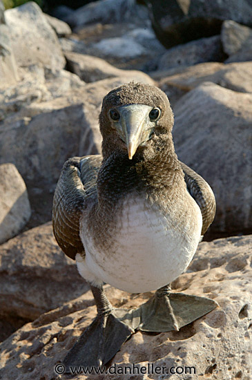 juv-masked-boobie-3.jpg