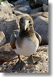 animals, birds, boobies, ecuador, equator, galapagos, galapagos islands, islands, juvenile, latin america, masked, pacific ocean, south pacific, vertical, wild, photograph