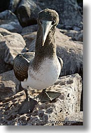 animals, birds, boobies, ecuador, equator, galapagos, galapagos islands, islands, juvenile, latin america, masked, pacific ocean, south pacific, vertical, wild, photograph