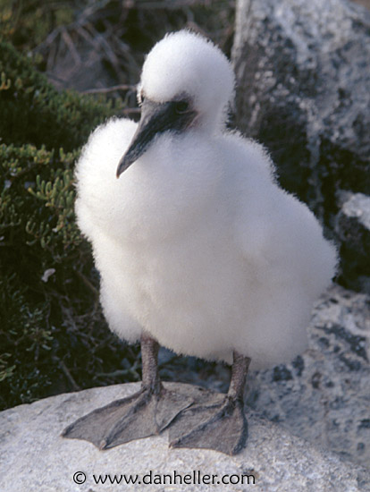 juv-masked-boobie-a.jpg