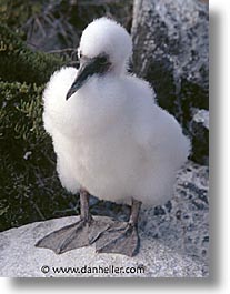 animals, birds, boobies, ecuador, equator, galapagos, galapagos islands, islands, juvenile, latin america, masked, pacific ocean, south pacific, vertical, wild, photograph