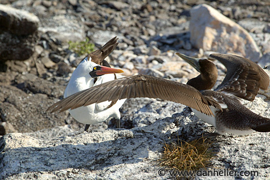 juv-masked-fight-3.jpg