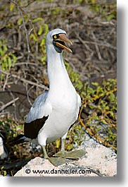 animals, birds, boobies, ecuador, equator, galapagos, galapagos islands, islands, latin america, masked, pacific ocean, south pacific, vertical, wild, photograph