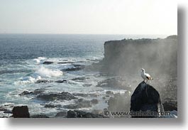 animals, birds, boobies, ecuador, equator, galapagos, galapagos islands, horizontal, islands, latin america, masked, pacific ocean, south pacific, wild, photograph