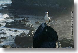 animals, birds, boobies, ecuador, equator, galapagos, galapagos islands, horizontal, islands, latin america, masked, pacific ocean, south pacific, wild, photograph